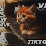 Rain Kitten Miaw Miaw