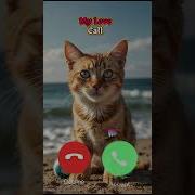 Ring Ring Ringtones
