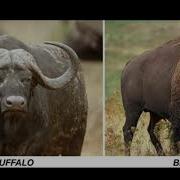 Buffalo And Bison Sounds