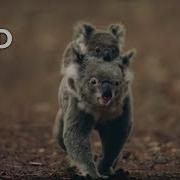 Kola Australia