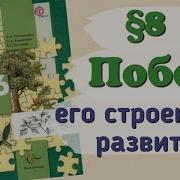 Побег Его Строение И Развитие