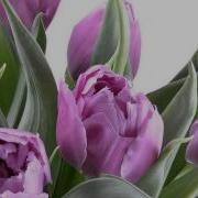 С Днем Рождения На Греческом Языке
