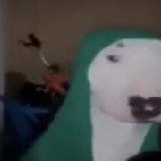 Собака Бьёт По Сковородке