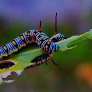 My Little Worms Фоновая Музыка