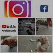 Video Ngentot Sama Anjing