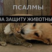 Святой Щит Защита На Кошку