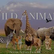 Wild Animals