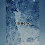 Пацанские Цитаты С Волками