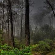 Deep Forest India