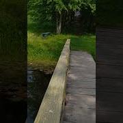 Лягушачий Квартет