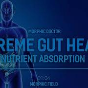 Supreme Gut Healing Nutrient Absorption Morphic Doctor