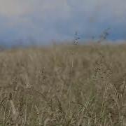 Grain In Ear Insteumental