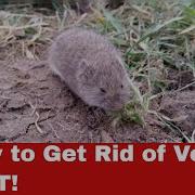 Vole