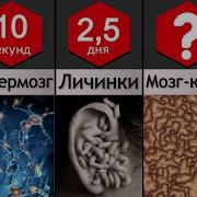 Как Разлогается Труп За 3 Месяца