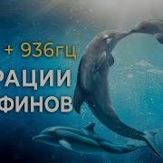 528 Гц 936 Гц Исцеляющие Пение Дельфинов Для Восстановления Энергии Снятие Стресса Глубокого Сна