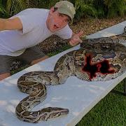 Inside Belly Of A Snake