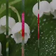 Чумла Муминро Худоё Шод Кун