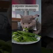 Какая Польза От Этого Кота