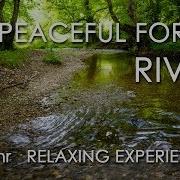 Relaxing River Sounds Gentle River Nature Sounds Singing Birds Ambience