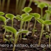 6 День Медитация Семена Успеха