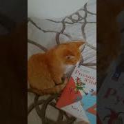Я Наглый Котик Сплю В Твоей Кроватке