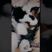 Топ Кошка Фырк Мырк Делает