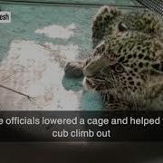 Leopard Trapped In Cage