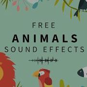 Freeanimalsounds