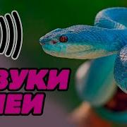 Музыка С Шипением Змеи