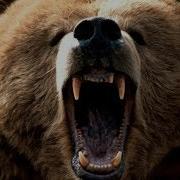 Bear Sounds Roar