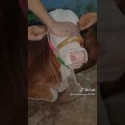 Sound Effects Castration
