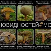 Моховик