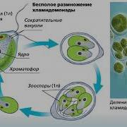 Биология 7 Класс 32П