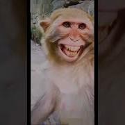 Обезьяна Смеется