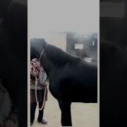 Hypno Suck Horse Cock