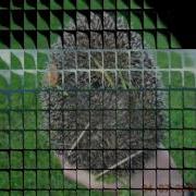 Табасаранская Новая Песня