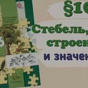 Биология 6 Класс Параграф 10