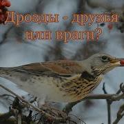 Отпугивание Дрозда Пением Птиц