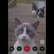 Кот Звонит По Телефону
