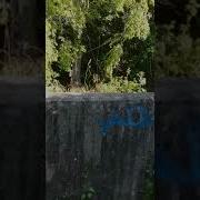 Люди Как Лебеди По Небу Плывут