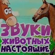 Звуки Домашних Животных