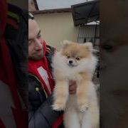 Собака Спасла Мне Жизнь