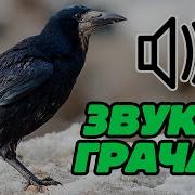 Звуки Тревоги У Грачей