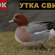 Свиязь Голос