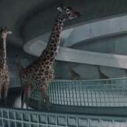 Giraffes Berkant Uluer