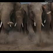 Elephant Stampede Sound Effect