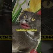 Многие Говорят Что Спать Человеку С Собакой В Одной Постели Нельзя