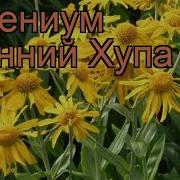 Хупа