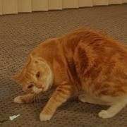 Ginger Cat Vs Paper Army