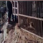 Leopard In Cage Doda